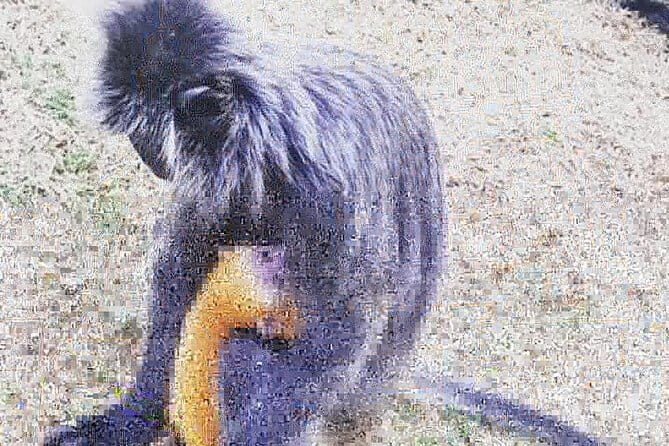 Private Kuala Lumpur City Tour with KL Tower & Batu Caves - Who Will Appreciate This Tour?