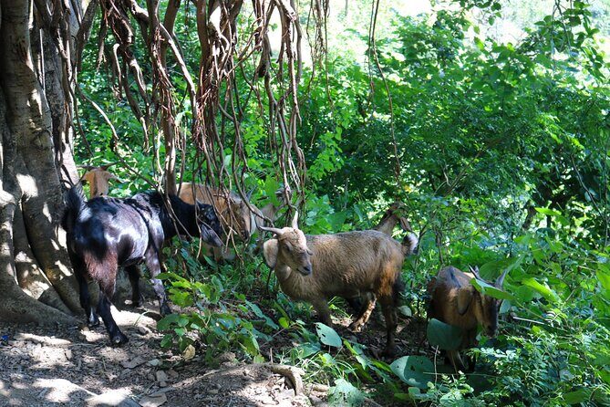 Private Kunjapuri Sunrise Tour - Key Points