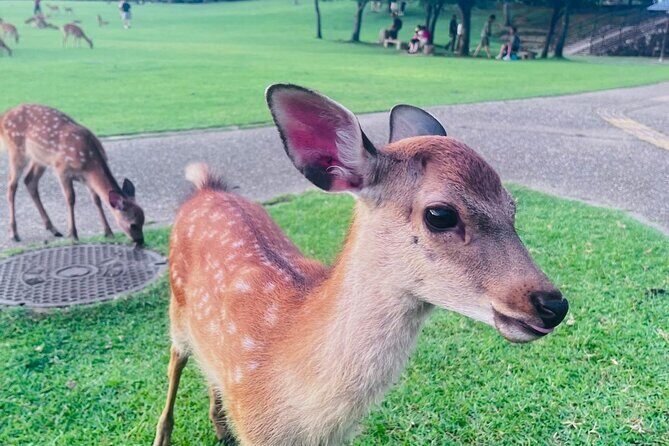 Private Kyoto  Nara Customized Day Tour With English Guide & Veh - A Deep Dive Into the Experience