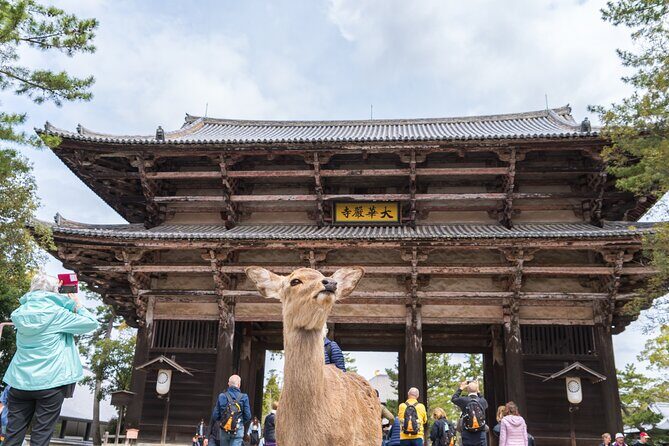 Private Kyoto Nara Tour by Car with Deer, Buddha and More - Why This Tour Offers Real Value