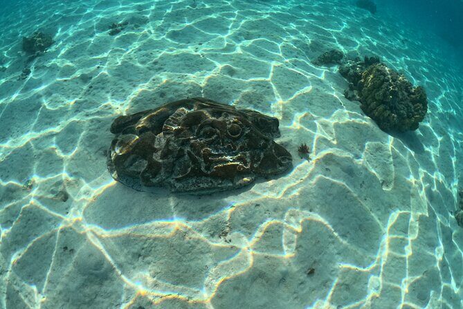 Private Lagoon Exploration and Snorkeling in Moorea - FAQs