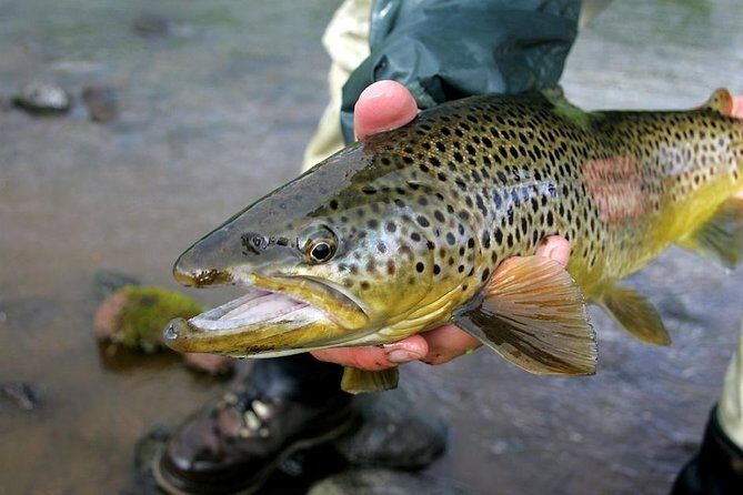 Private Lake and River Fishing Tour from Reykjavik - Who Is This Tour Best For?