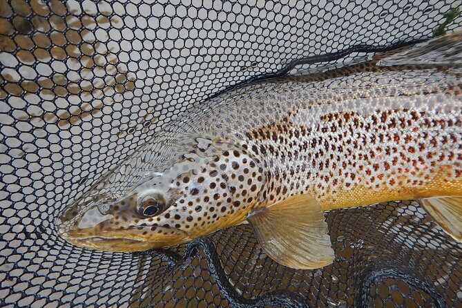 Private Lake and River Fishing Tour from Reykjavik - Frequently Asked Questions