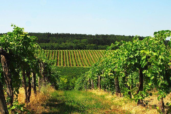 Private Lake Balaton Experience with an unforgettable Wine Tasting - Who Should Consider This Tour?