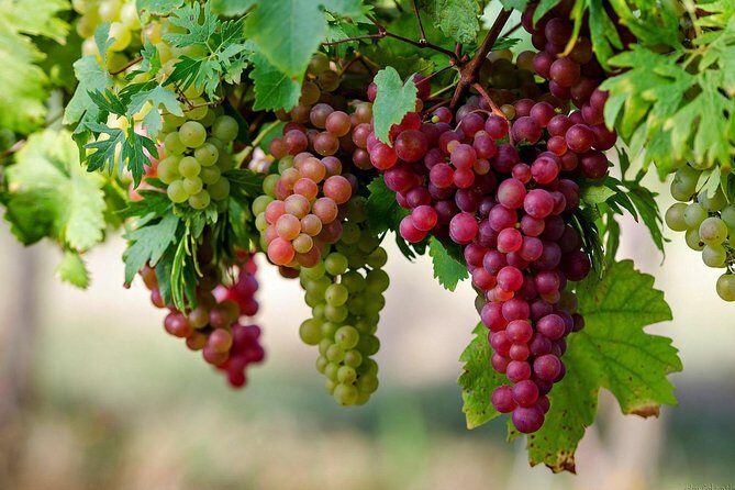 Private Lake Balaton Experience with an unforgettable Wine Tasting - Final Thoughts