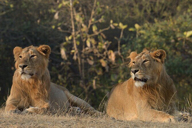 Private Lion Safari in the Gir National Park in Gujarat - A Close Encounter with the Lions of Gir National Park