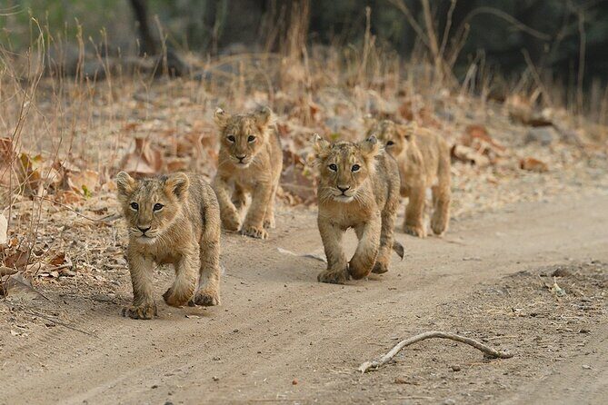 Private Lion Safari in the Gir National Park in Gujarat - Who Should Book This Tour?