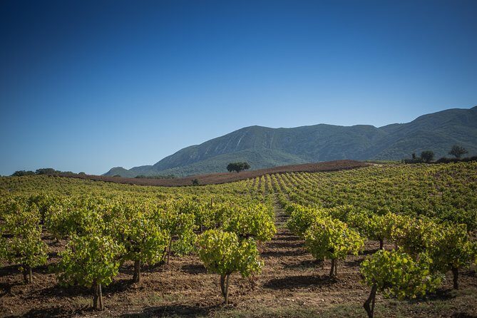 Private Lisbon Arrábida Wine Tour: Scenery, Food & Wines - In-Depth Look at the Tour Experience