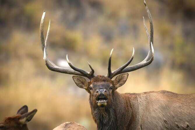 Private Lower Loop Tour of Yellowstone National Park - A Deep Dive into the Yellowstone Lower Loop Experience