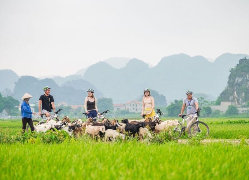 Private Luxury 1 Day Trip: Hoa Lu, Tam Coc, Mua Cave, Biking - Authentic Reviews and What Travelers Say