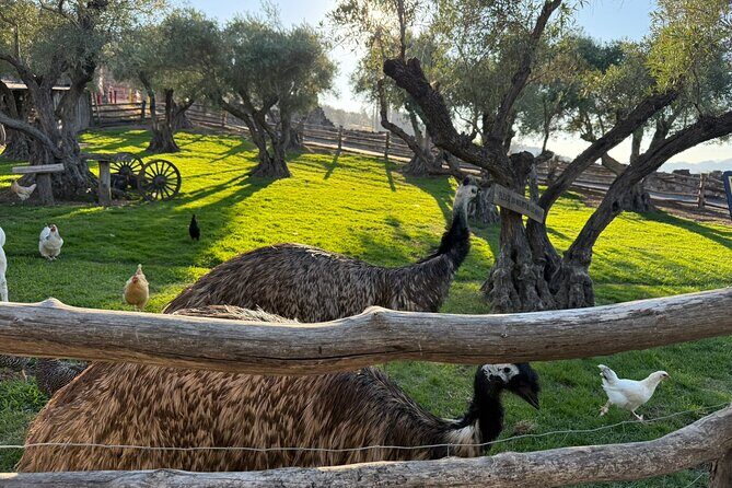 Private Luxury Car Tour in San Francisco Hotel Kabuki - In-Depth Review of the Tour Experience