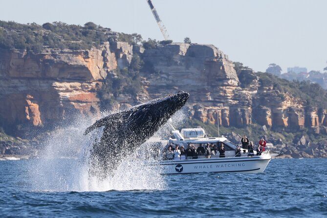 Private Luxury Intimate Whale Watching - An In-Depth Look at the Experience