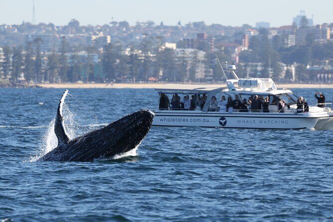 Private Luxury Intimate Whale Watching - Final Thoughts: Is It Worth It?