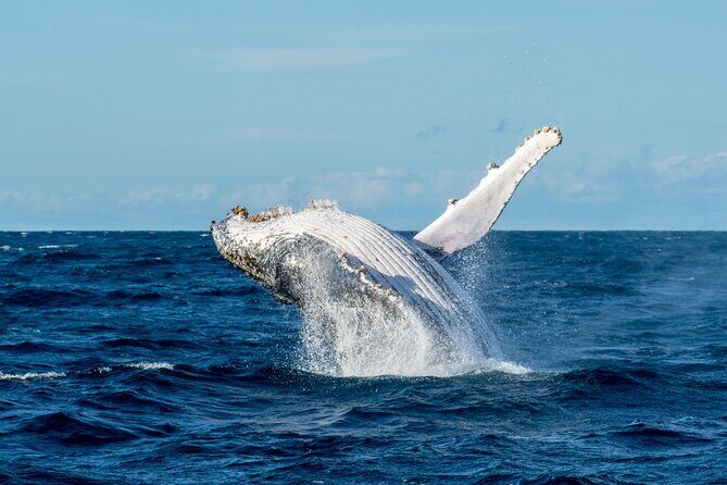 Private Luxury Intimate Whale Watching - Frequently Asked Questions