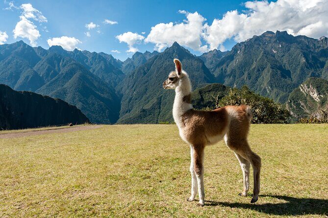 Private Luxury Machu Picchu Tour with Buffet Lunch - Final Thoughts