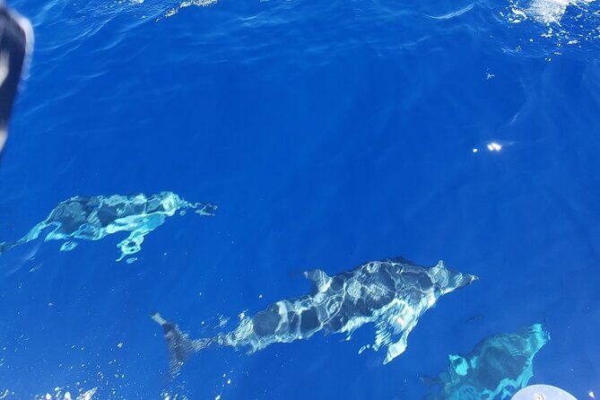 Private Luxury Sailboat Charters of Honolulu - Key Points