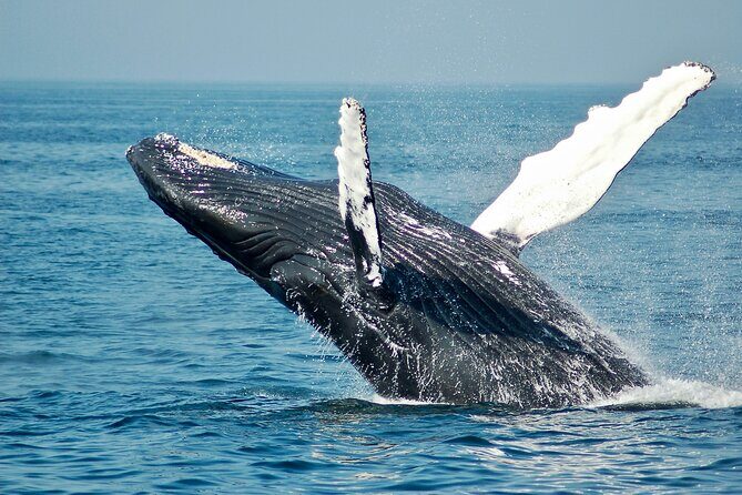 Private Luxury Whale Watching Tour in San Diego - An Exciting Day on the Water: Private Luxury Whale Watching in San Diego
