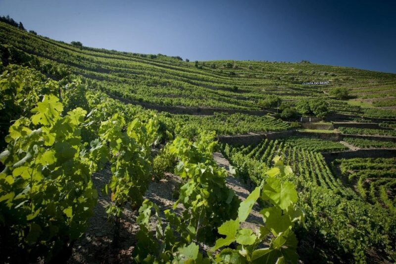 Private Luxury Wine & Food Tour in Douro - Discover the Douro in Style: A Luxury Wine & Food Tour