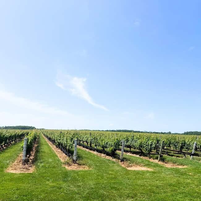 Private Luxury Winery Trip of Long Island, New York, USA - Final Thoughts: Is This the Tour for You?