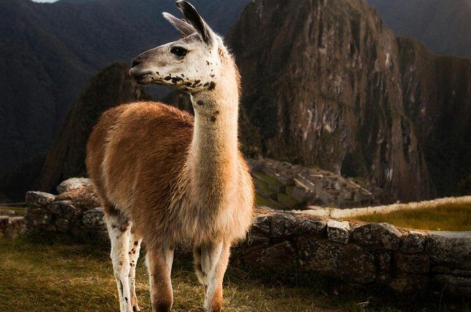 Private Machu Picchu Guided Tour from Aguas Calientes - Who is This Tour Best For?