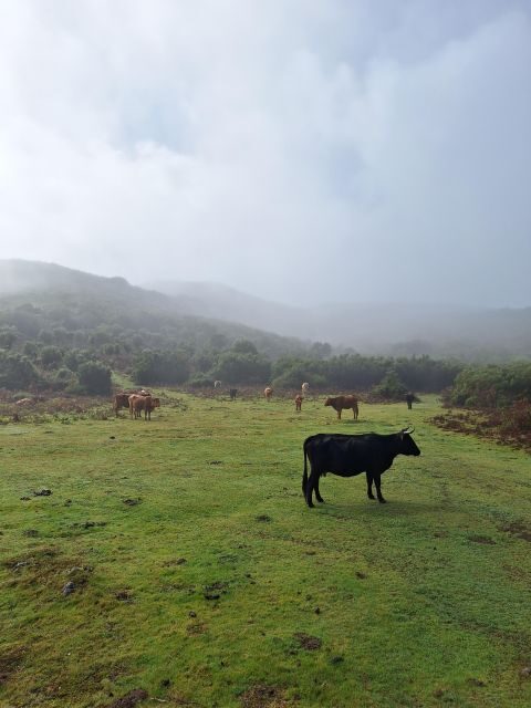 Private Madeira Complete Full Day Tour - Frequently Asked Questions