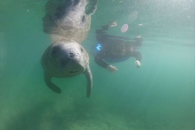 Private Manatee Snorkel Tour with FREE Photo Package - Discover the Magic of Crystal River’s Manatees with a Private Snorkel Tour