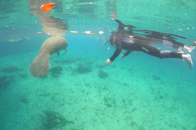 Private Manatee Snorkel Tour with FREE Photo Package - Key Points