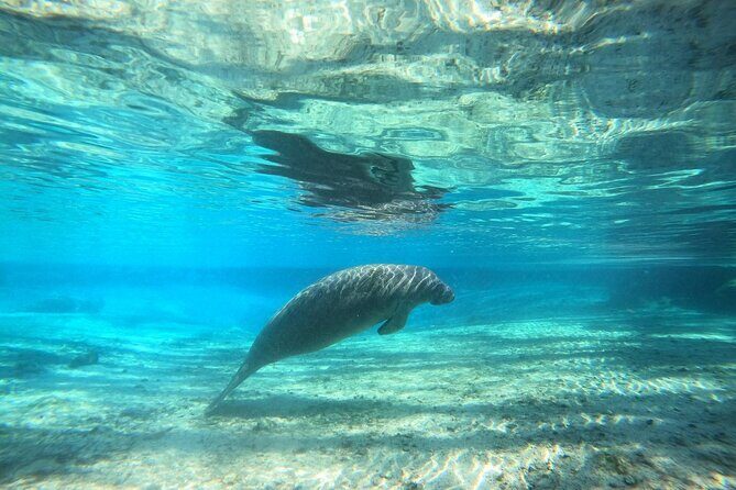 Private Manatee Snorkel Tour with FREE Photo Package - FAQs