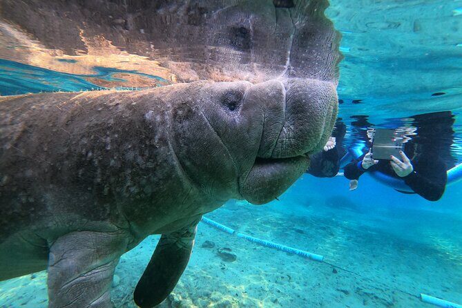 Private Manatee Snorkeling Tour - Discovering the Crystal River Manatee Snorkeling Tour: An Authentic and Personal Encounter