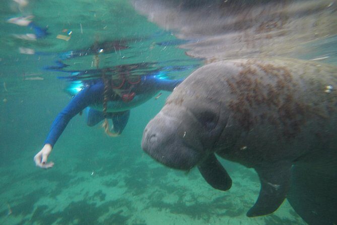 Private Manatee Snorkeling Tour - Why This Tour Stands Out