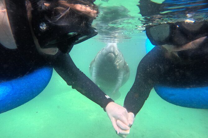 Private Manatee Swim Tour - Key Points
