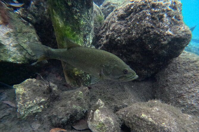 Private Manatee Swim Tour - The Value of a Private, Guided Tour