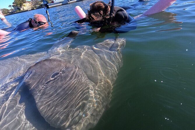 Private Manatee Swim Tour - Who Should Consider This Tour?