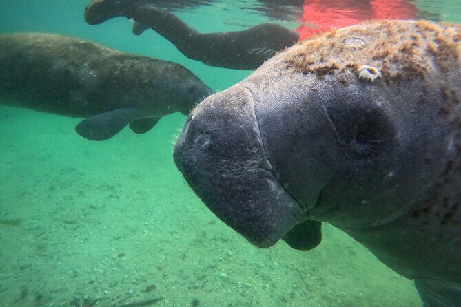 Private Manatee Swim Tour - FAQs