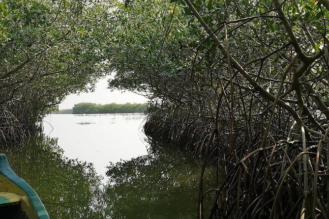 Private Mangrove Tour + Lunch + Horse riding + fishing classes - Final Thoughts