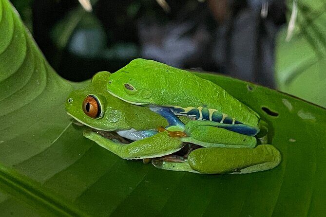 Private Manuel Antonio National Park - Frequently Asked Questions