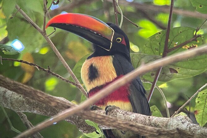 Private Manuel Antonio Sunset and Night Tour - Why Choose This Tour?