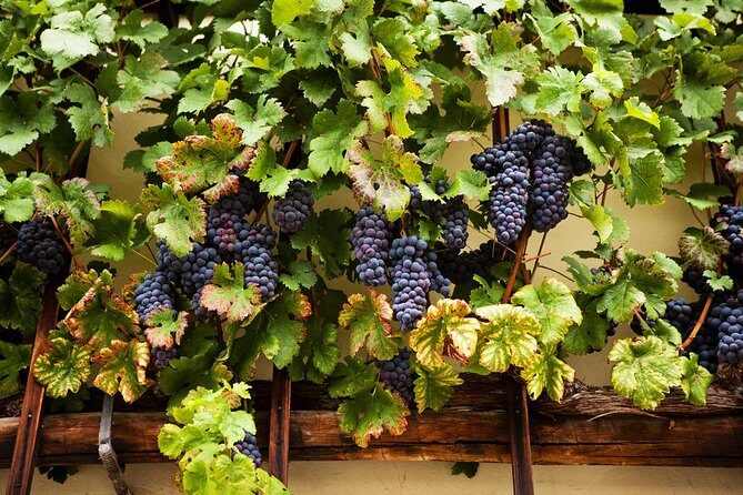 Private Maribor, Ptuj & Wine Road from Ljubljana - Frequently Asked Questions