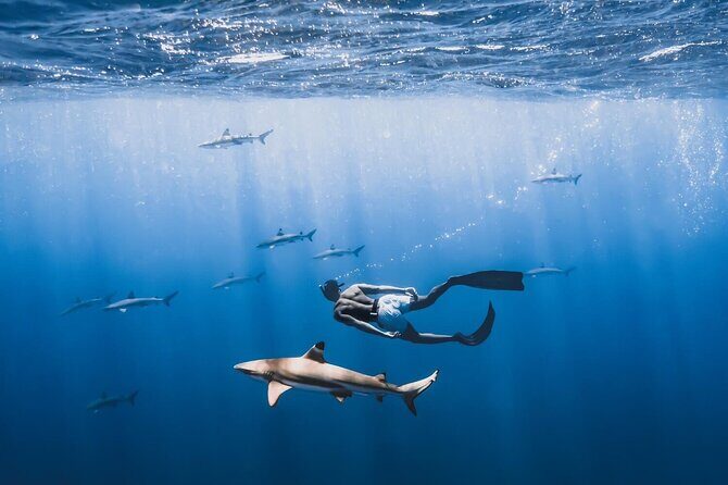 Private Marine Wildlife Adventure with Underwater Photography - Why This Tour Offers Great Value