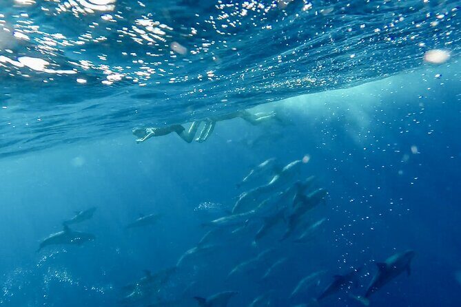 Private Marine Wildlife Boat Tour - Who Should Consider This Tour?
