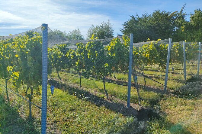 Private Martinborough Wine Tour for Wine Enthusiasts - Final Thoughts