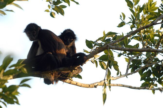 Private - Mayan Inland Expedition - Coba Ruins, Punta Laguna and Mayan family - FAQs