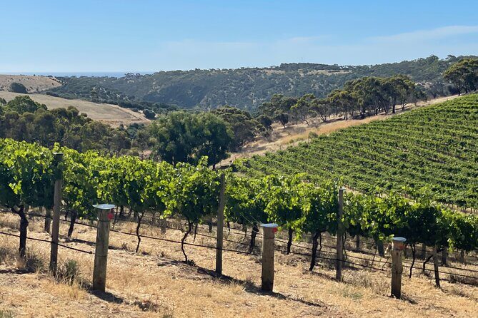 Private Mclaren Vale Wine Tour - An In-Depth Look at the Private McLaren Vale Wine Tour