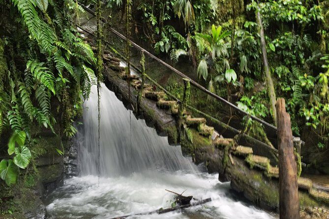 Private Mindo Cloud Forest Tour from Quito - Exploring the Heart of Ecuador’s Cloud Forest