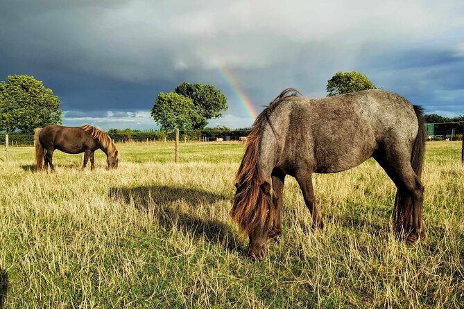 Private Miniature Horse Walking near Lincoln - An Authentic Encounter with Miniature Horses Near Lincoln