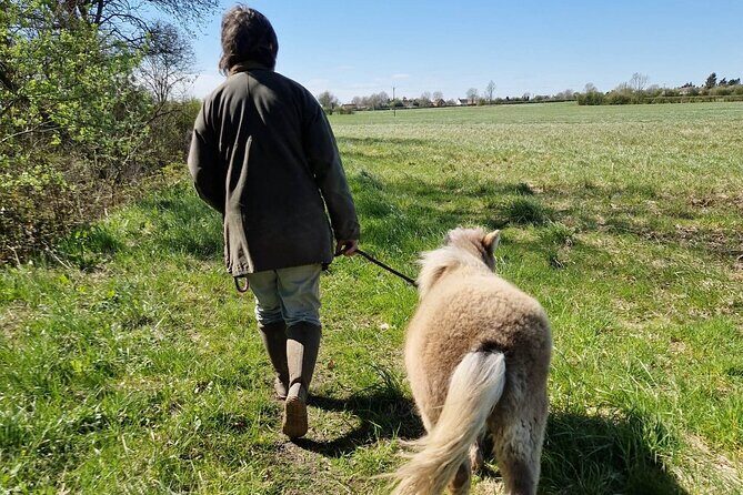 Private Miniature Horse Walking near Lincoln - Final Thoughts: Who Will Love This?