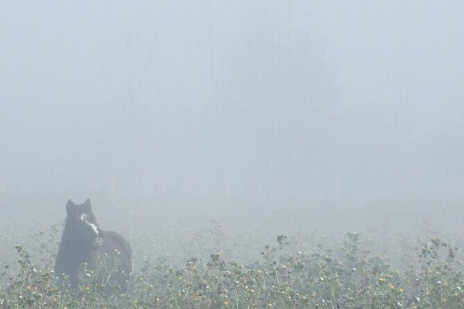 Private Miniature Horse Walking near Lincoln - FAQ