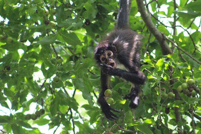 Private Monkey Sanctuary Trails with Zipline Canoe and Cenote - A Closer Look at the Itinerary