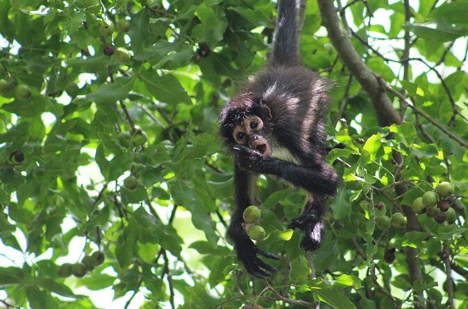 Private Monkey Sanctuary Trails with Zipline Canoe and Cenote - Who Would Love This Tour?