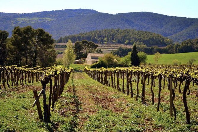 Private Montserrat Tour, Organic Winery & Authentic Local Lunch - Analyzing the Value